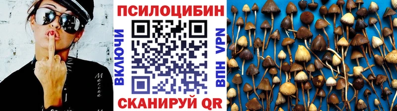 Галлюциногенные грибы Psilocybe  где купить   мега   Себеж 